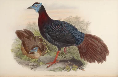 Lobiophasis castaneicaudatus = Lophura bulweri